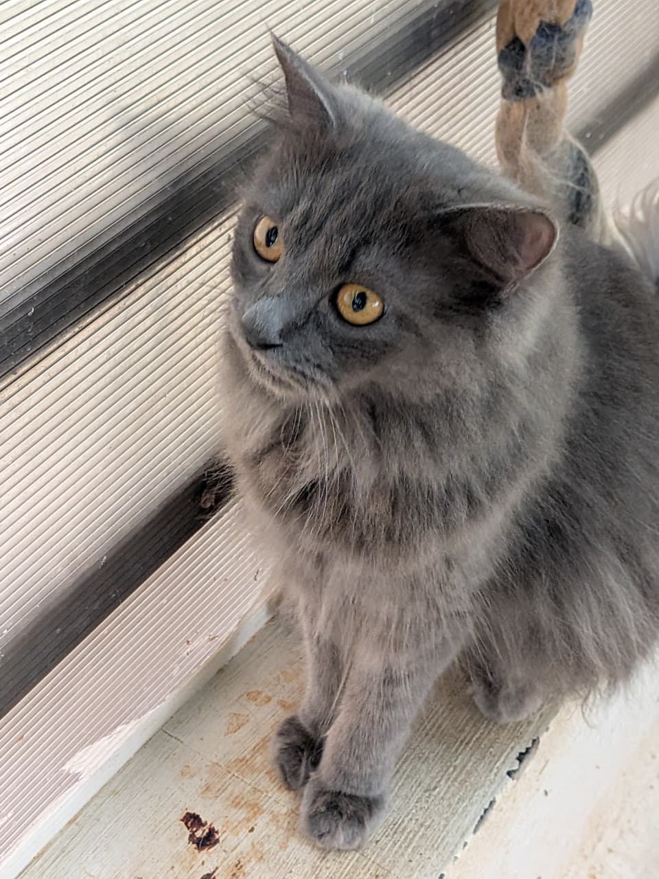 My Boy