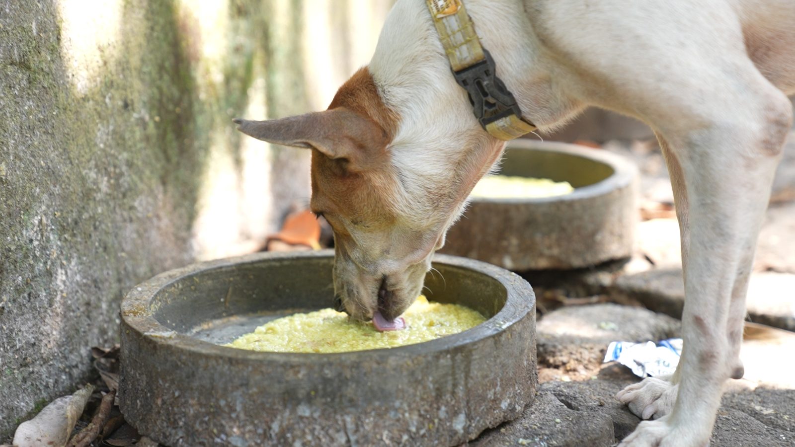 A rescued dog eating a warm meal at AMTM