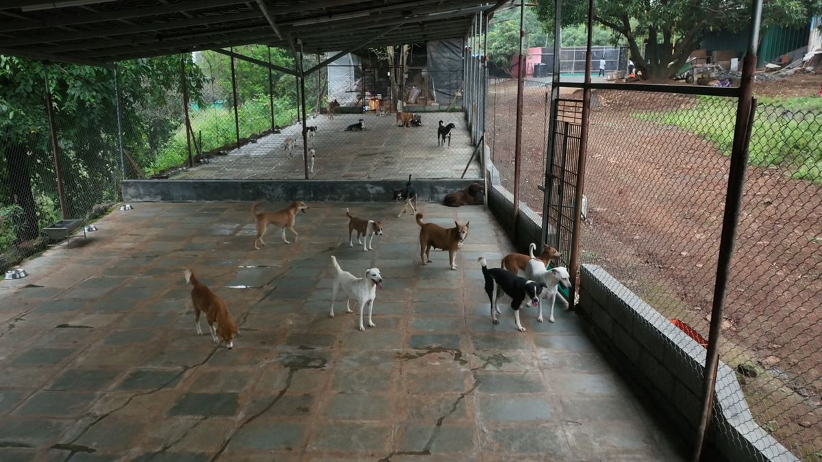 Release, Adopt or Sanctuary